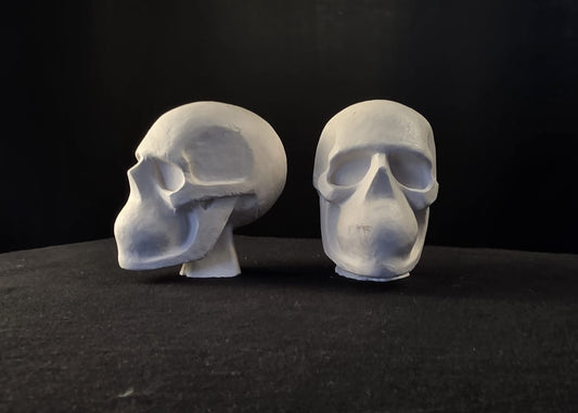 Skull 1:4 scale