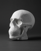 White skull model, 1:4 scale, three quarter view, grey studio background