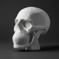 White skull model, 1:4 scale, three quarter view, grey studio background